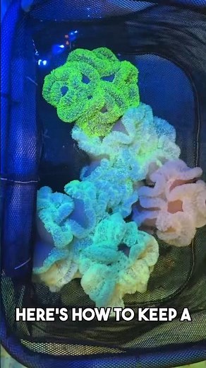 How to care for your anemone