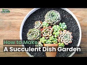 How to Make a Succulent Dish Garden for Beginners | The Next Gardener
