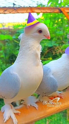 252K views · 6.3K reactions | Halloween at the pigeon loft — even the birds joined the fun with their spooky little hats! ️ #halloween2025 #pigeon #bird #fancypigeon | Jundy Saliendra | Facebook