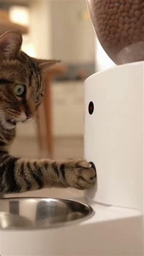 The Great American Cat Show