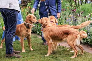 In pictures: Dogs steal the show at Monty Don’s first-ever Chelsea Flower Show garden