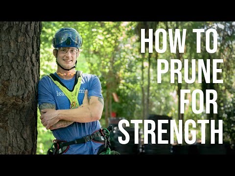 How to Structurally Prune a Tree for Strength