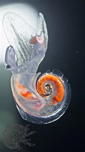 Robert Stansfield on Instagram: "Meet the Atlantidae, also known as the Sea Elephant. These pelagic sea snails primarily feed on pteropods and display a range of colors, including pink. However, they tend to vanish instantly when video lights are turned on. Having a remote control for your video lights can be a game-changer when capturing light-phobic subjects like these.#dive #blackwater #planktonic #scuba #pelagic"