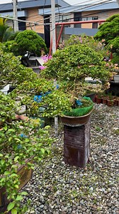 565 reactions · 13 shares | Defoliation is the complete or partial removal of the leaves of a bonsai tree. The technique is used to reduce the leaf size thus making the replacement leaves smaller and in better scale to the tree's size. | Romeo Antipuesto Jr | Facebook