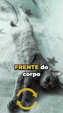 Porque os gatos caem sempre de pé? 🐱