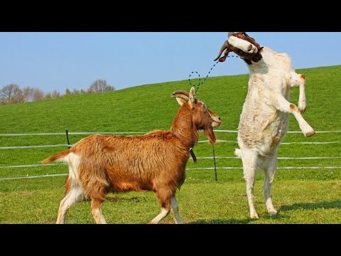 Peaceful 4K Goat Scenery with Relaxing Music for Stress Relief