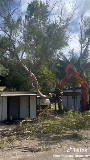 Looking to upgrade your business? Our grapple saws save you time and labour, built tough and made to fit machines from 3T to 30T. Choose between Harvester .404" or ¾" forestry chain options. Premium quality with an Italian saw cassette and a Swedish Intermercato grapple — the perfect combo for great performance. 📞 Contact us today for a free quote or call 0497 059 505. 🎥 Check out more action on our TikTok: https://www.tiktok.com/@intermercato_grapples #fallentree #treesurgeon #cleanup #excava