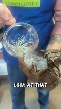 My Air Plant Haul: Unboxing These Low-Maintenance Beauties!