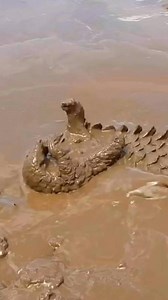 Rare & exciting to see this pangolin have fun by wallowing in mud!!! Incredible sighting 🦦 #Pangolins are the only mammals wholly-covered in scales. Sadly, pangolins are the most trafficked #mammal on earth due to growing demand for their meat & scales. Pangolins use those scales to protect themselves from #predators in the wild. If under threat, a pangolin will immediately curl into a tight ball and will use their sharp-scaled tails to defend themselves. Unfortunately, the same scales meant to