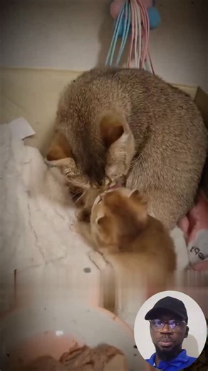 Antippony | Kitten Learns to Wash Its Face from Mama Cat 🐱💕 | Instagram