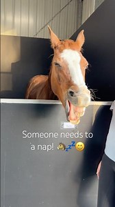 Rusty needs a nap 😴 🐴💤#horse #rustythepony #cutepony #equestrianjourney #rusty&aliyah #horsegirl