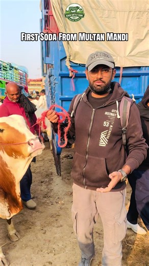 UCF #UCF #UzairCattleFarm #trending #viral #foryou