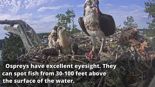 Curious about our feathered friends? Here are five fascinating facts about Ospreys! Facts courtesy of National Audubon Society | explore.org