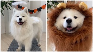 Help Maya choose her Halloween costume 🎃👻 💛🧡💜 | Maya Polar Bear