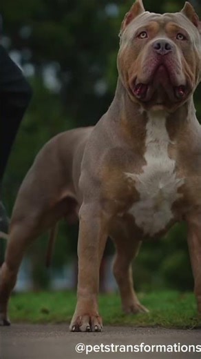 Incredible Dog Evolution #shorts #doberman #husky #viral #shortsfeed #husky #pitbull