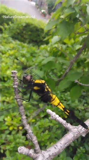 Amazing Dragonfly Takes Flight 🐲