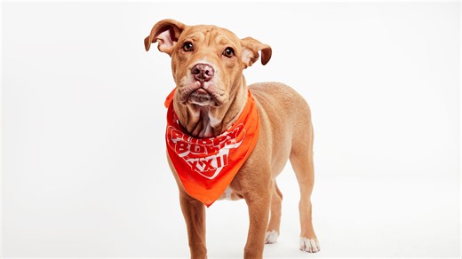 Puppy Bowl 2026: Meet Lobster Roll and Auggie, the two dogs from New England