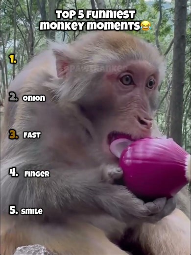 What is the last one doing 😭😂 #funny #memes #monkey