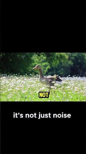 Geese Teamwork The Secret Behind Their V Formation #birdintelligence #wildlife