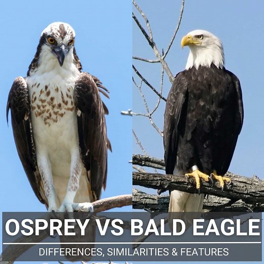 Osprey Vs Bald Eagle: Differences & How To Identify Them