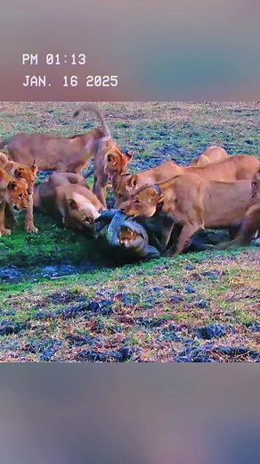 Crocodile Steals Lion's Feast: A Wild Encounter