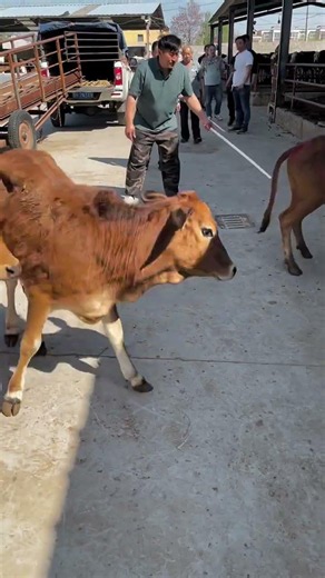 Yellow Cattle Calves & Improved Meat Donkeys: A Livestock Farming Business Story #cow
