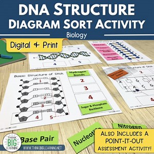 DNA Structure Interactive Diagram Boards
