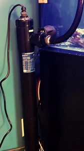 81K views · 362 reactions | Dinoflagellates in your reef tank can not only look ugly, but can also harm your saltwater aquarium's inhabitants. A properly sized UV sterilizer helps with many species of dinos. | Bulkreefsupply.com - Saltwater Aquarium Supplies | Facebook