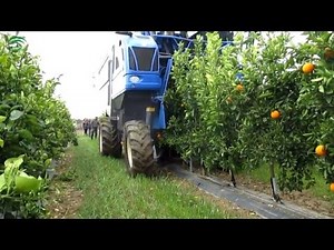 Mechanized citrus harvesting