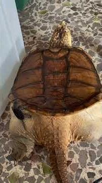 This Turtle Is Way Too Chill #turtle #alligatorsnappingturtle