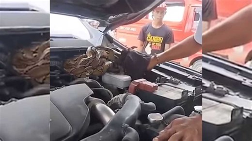 Python found inside car engine at Tagum Emission Testing Center