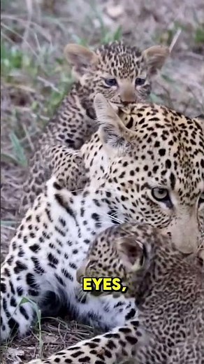 The Beauty of Togetherness, See These Leopard Cubs with Their Mother #wildlife #africanleopard