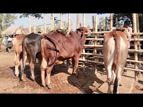 ১০/১২/২৫/আগামী২৬ কুরবানীর টার্গেটে শাহিওয়াল স্যার গরুর বাজার বর্ডার এলাকা থেকে০১৭৭৩৯৪৯৯৭৪