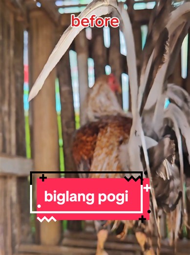 Benefits of B-Complex Vitamins for Chickens