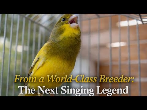 Relaxing Canary Song – Natural Bird Sounds for Peaceful Moments