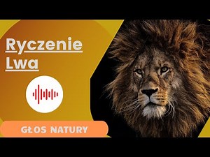 Lew. Ryczenie lwa - odgłosy lwa. Dźwięki jakie wydaje Lew. Jak robi Lew.