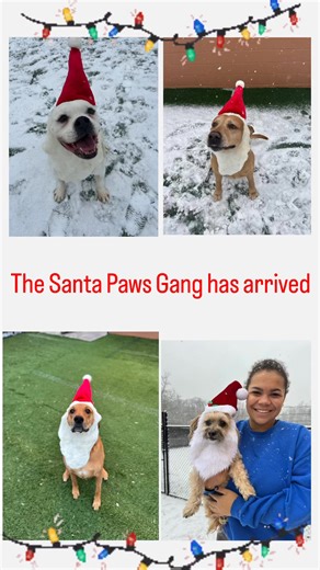 Here Comes Santa Paws & Mrs.Paws…Conan, Altay, Gus, Amber🎅🧑‍🎄 | Green Dog Inn