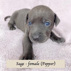 PUPPIES AVAILABLE TO ADOPT SOON! Meet Pepper and her 10 babies! Pepper is part of our last litter program - she came into our care when she was heavily pregnant and had 10 babies in a foster home. She is proving to be an excellent mother - her babies are strong, big and healthy and she is being a suitable protective mumma. She is a border collie x girl - only quite little and very sweet. She loves attention and affection, she is loyal and loves to please. She is also very smart and we can only h