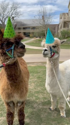 13K views · 88 reactions | After years of lighting up every room they walk in and countless head rubs, Yogi and Boo-Boo are officially retiring - cheers to a lifetime of adorable antics, you two! Stay tuned later this week to see some new Alpaca experiences we have up our sleeves! #alpacaretirement #hyattlostpines #lostpinesmoment #alpacas #texasranch #meetthemascots #bastrop #visittexas | Hyatt Regency Lost Pines Resort and Spa | Facebook