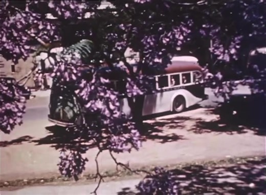 11K views · 214 reactions | The flowering of the jacaranda tree is...