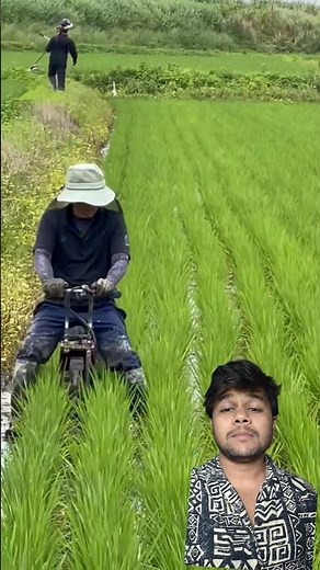 JAPANESE RICE 🌾😱💰 #farming #agriculture #youtube