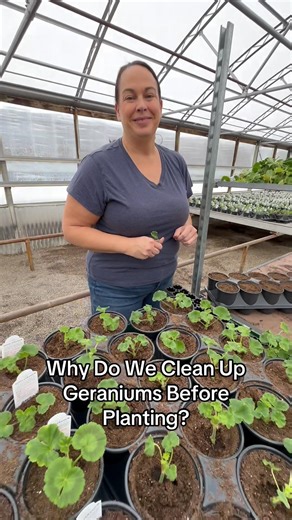 Why Do We Clean Up Geraniums Before Planting?