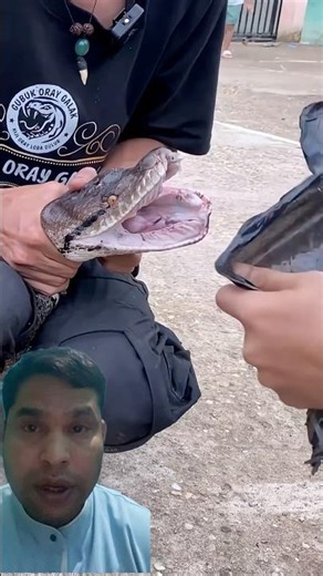 the jaw and tooth structure of a python