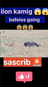 animals documentary Africa jungle discovery channel video tanjaniya