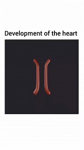 389K views · 4.2K reactions | Developmental process of human heart . #embryo #Embryology #mbbs #medicalstudent #medico #nursingstudent #nursing #viralvideoシ #medical #viral #ICU | medicalmania007 | Facebook