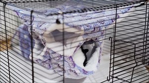 Abbylike 9 Pieces Rat Hammock 3 Tier Guinea Pig Ferret Hammocks Small Pet Hanging Tunnel Glider Toy Guinea Pig Ferret Hideout Bed Cage Accessories for Hamster(Purple, Pink, Rose Red,Paw)