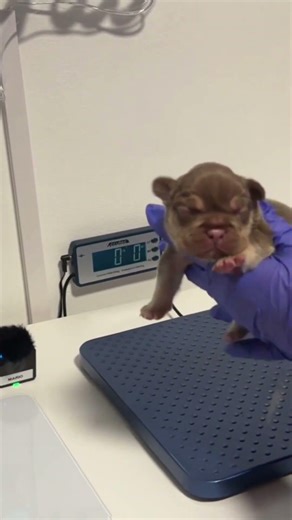 👉Tiny Frenchie Boys Get Weighed.... You won't believe their Sizes 👀🐶 #puppy #puppies #cutepuppies