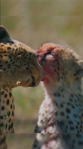🌿RAW NATURE: Mother Cheetah Caring for her Cub❤️
