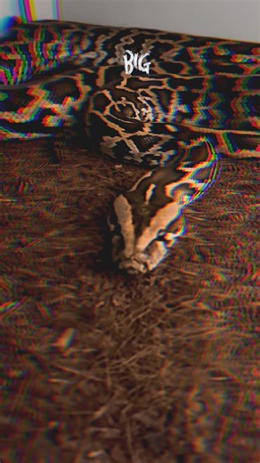 TIGER my Burmese Python #shorts #DgoReptiles #reptiles #snake #burmesepython #snake #python #exotic