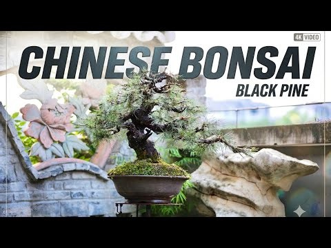 Black Pine Bonsai Maintenance | Early Summer Pruning & Candling